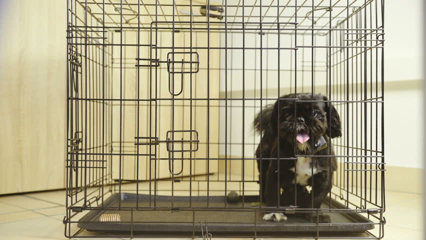 small black dog crate