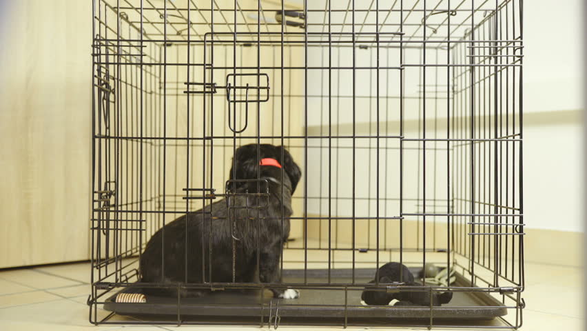 dog barks constantly in crate