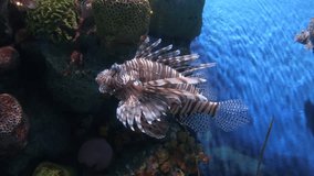 Close up beautiful fish (Lionfish) in the aquarium on decoration of aquatic plants background.