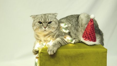 Scottish fold cat in garland and Christmas hat lies on a chair