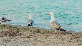White seagulls are running along the seashore on the background of blue waves in the summer. Slow motion
