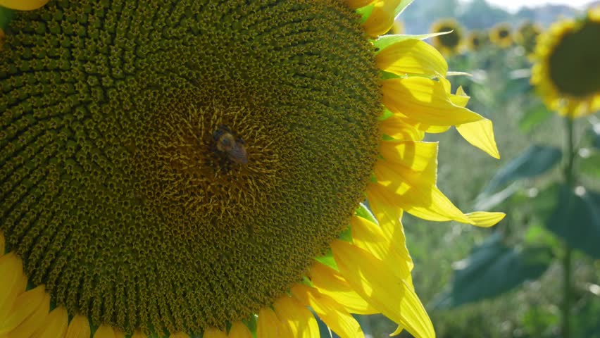 A sunflower (Helianthus) field during a hot summer day. Insects land on the flowers