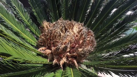 Female cone of Cycas revoluta, a species of gymnosperm in the family Cycadaceae, native to southern Japan including the Ryukyu Islands. Closeup view.