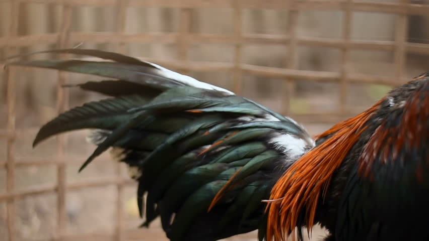 chicken coop or hen house, closeup, Beautiful cock in a coop
