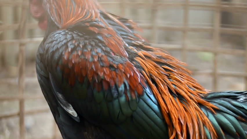 chicken coop or hen house, closeup, Beautiful cock in a coop