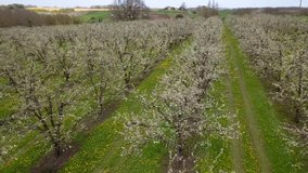 Aerial view, Agriculture, beautiful blosoming plum fruit trees in orchard, Lot et Garonne, France