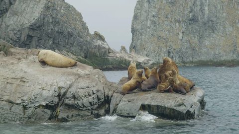 Sea lions family sitting on rocky cliff. Wildlife and animal of northern seas