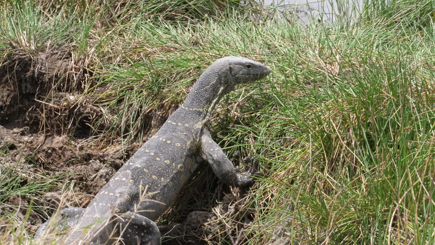 Big Monitor Lizard climbing in the swamp and lookin for food. Serengeti, Tanzania, Africa. 4 K, 59,94 fps