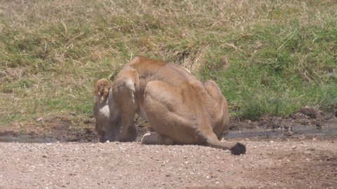 Lion cub is drinking, Waterhole, Serengeti, Tanzania, Africa. 4 K, 59,94 fps