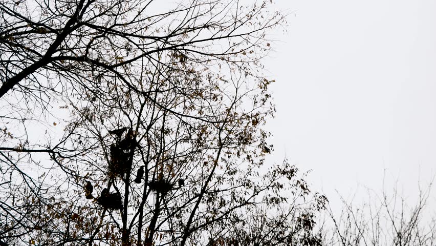 Silhouettes of a flock of black crows on a tree during winter. Contre Jour