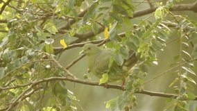 Green bird on tree branch