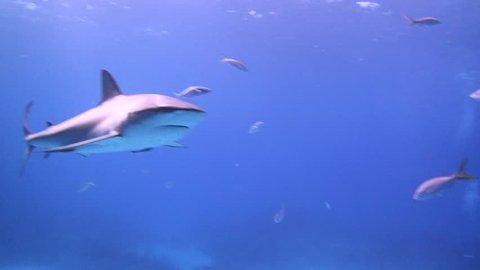 Caribbean Reef Shark Circling Divers Underwater in Bahamas