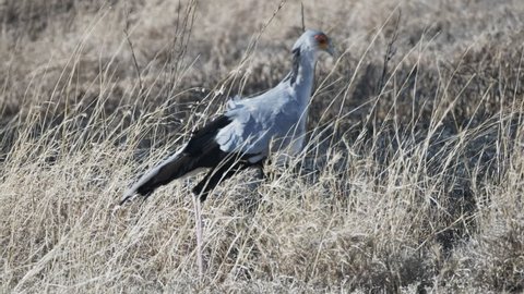 4K 60p tracking shot of a secretary bird at serengeti national park in tanzania