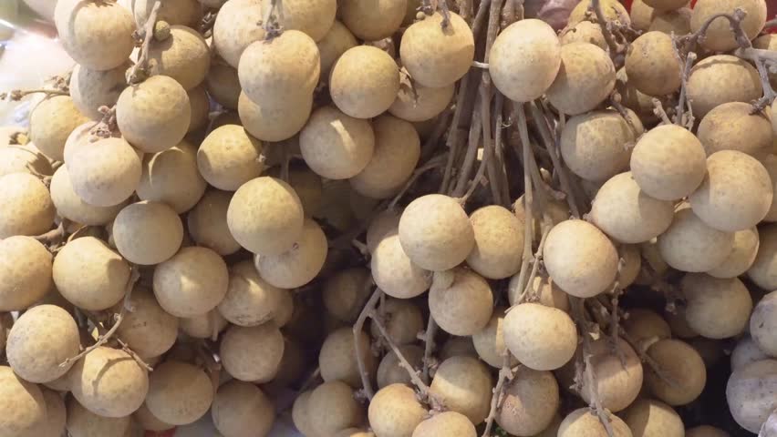 Dimocarpus longan, commonly known as the longan
