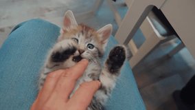 man playing with a kitten with his hand on his lap. little kitty is played beautiful cute funny video. lifestyle cat pet kitten and human host friendship love care