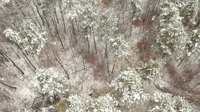 Slow flying over snowed forest 4K drone video