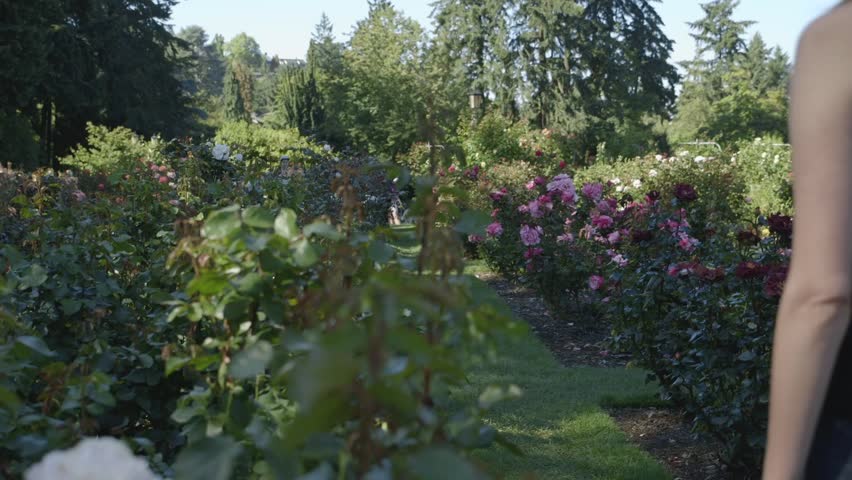 Rose garden in portland, oregon with beautiful young female.