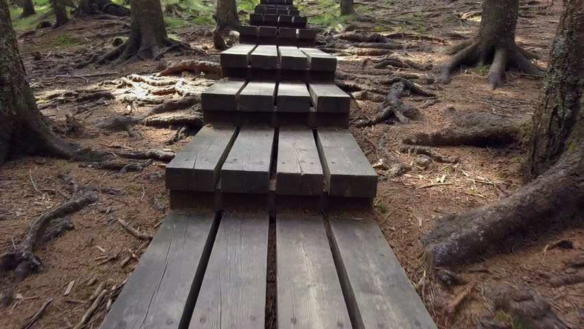 Wooden steps in the forest. The nature is really beautiful.