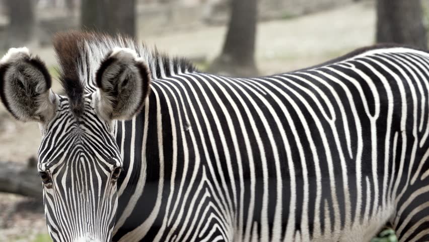 Close portrait of Grevy´s Zebra (Zebra-de-Grevy / Equus grevyi).