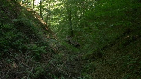 Carpathians, Romania - August, 2016: Car trying to climb a ravine in the forest
