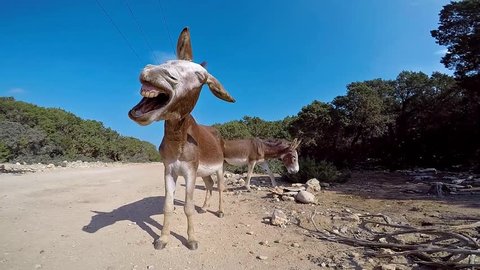 Funny wild donkey on the road on Karpas Peninsula, Northern Cyprus, laughs and shakes his ears. Wide angle, close up. 