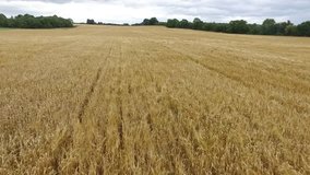 The Drone is low flying just above the wheat, as it flies further it rises up showcasing the beautiful countryside landscape.