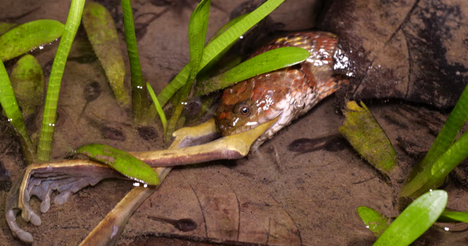Brown-banded Water Snake (Helicops angulatus) eating a frog, a Quacking River Frog (Boana lanciformis) in a pool full of tadpoles in rainforest in the Ecuadorian Amazon Royalty-Free Stock Footage #1020929248