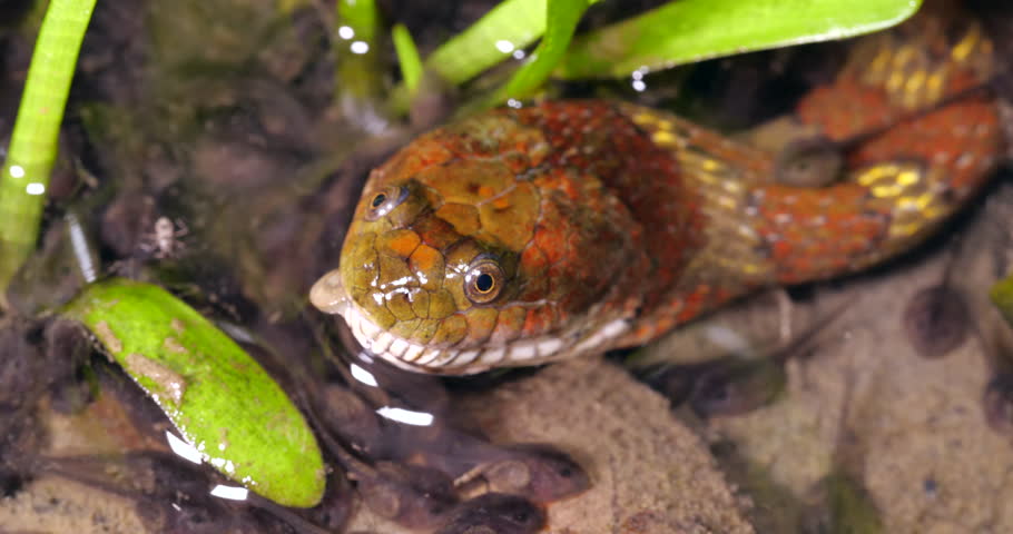 Brown-banded Water Snake (Helicops angulatus) eating a frog, a Quacking River Frog (Boana lanciformis) in a pool full of tadpoles in rainforest in the Ecuadorian Amazon Royalty-Free Stock Footage #1020929251