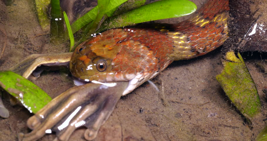Brown-banded Water Snake (Helicops angulatus) eating a frog, a Quacking River Frog (Boana lanciformis) in a pool full of tadpoles in rainforest in the Ecuadorian Amazon Royalty-Free Stock Footage #1020929254