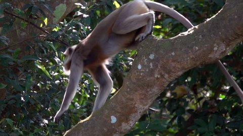 Gray Langur or Hanuman Langurs (Semnopithecus schistaceus) Sitting on Tree Branch