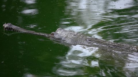 Gharial crocodile (Gavialis gangeticus), also known as the Gavial Floating in Green Water