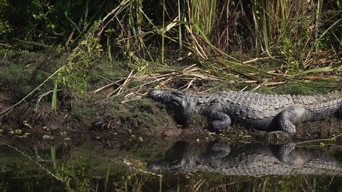 Mugger Crocodile (Crocodylus palustris), also called Marsh Crocodile on the River Bank