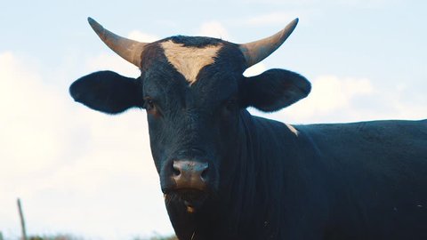 Black cow with horns looking at camera with blue sky background, Slowmo Close Up