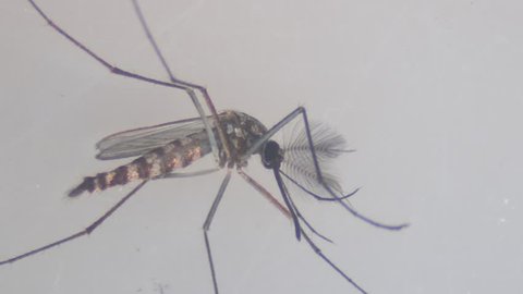 Anopheles sp. is a species of mosquito in the order Diptera, Anopheles sp. in the water for education.
