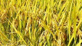 Nature Video of Nature views The rice fields in the rural and yellow rice trees in the harvest season are exposed to wind and sunshine in the morning of a good weather in Agriculture concept.