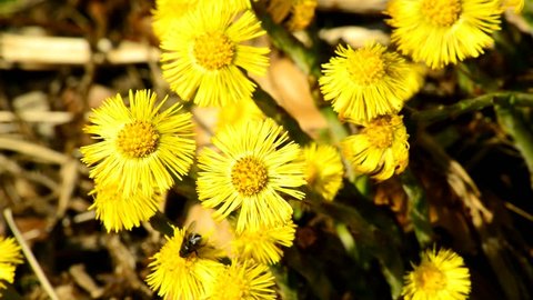 Coltsfoot, medicinal herb, flower in spring in a German forest