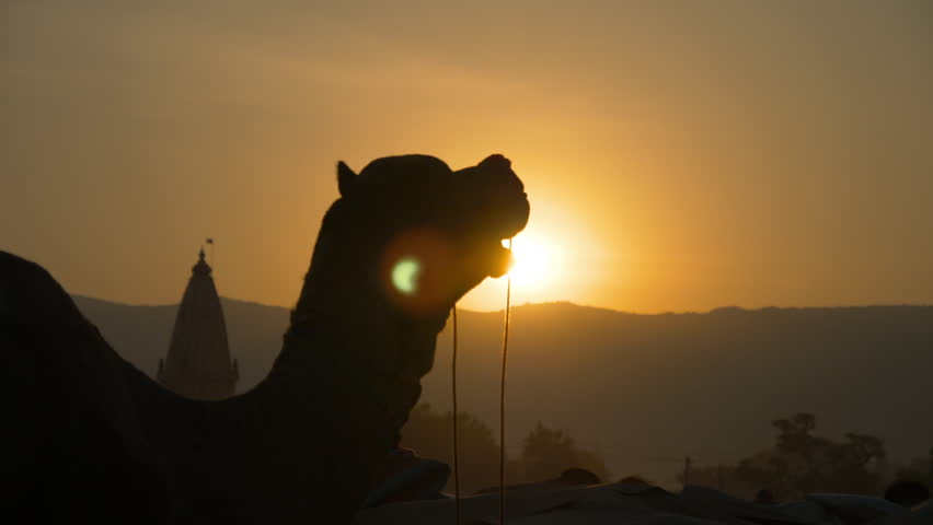 Pushkar Camel Fair in Rajasthan state of india is one of the largest animal trade fair in the world