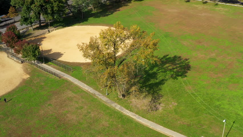 Aerial footage cinematic orbit while pan-up of tree in the park and neighborhood