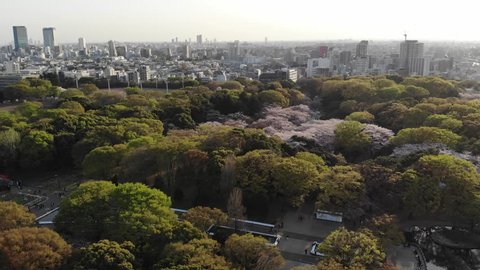 Drone footage of Tokyo's Yoyogi and Ueno Parks during Sakura cherry blossom season