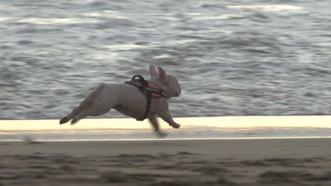 slow motion french bulldog running on the beach near water and waves