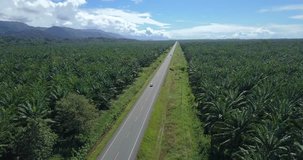 Cinematic aerial view of a  Oil palm tree plantation