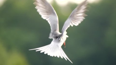 Flying common tern in slow motion, epic bird flight with beautiful background, lake, forest, summer, Brandenburg, Germany