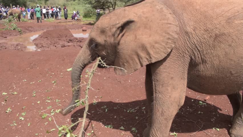 Baby Elephants Feeding and Playing in a Conservancy 