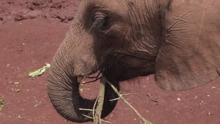 Baby Elephants Eating Tree Branch