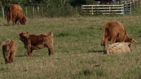 Scottish highland cattle family