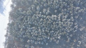 Mist in the evergreen forest viewed from above 4K drone video