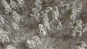 Tilting on trees in snowed woods 4K drone video