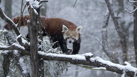 Red panda, aka lesser panda, Ailurus fulgens, in a winter forest.