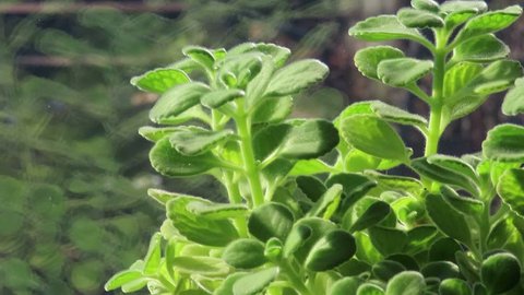 vicks plant herb 
