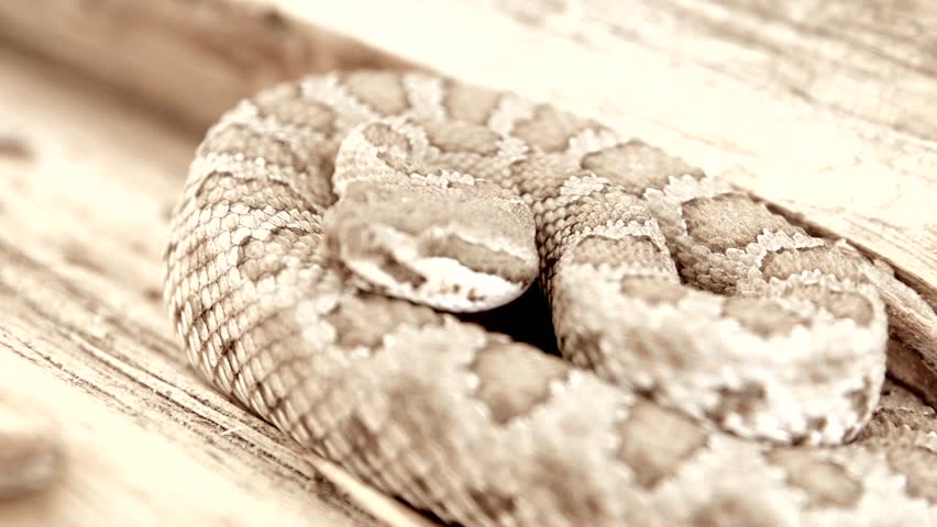 A Great Basin Rattlesnake in the desert of Southern Utah